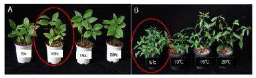 온도처리에 따른 개화(A: 1년생, B: 3년생) 모습