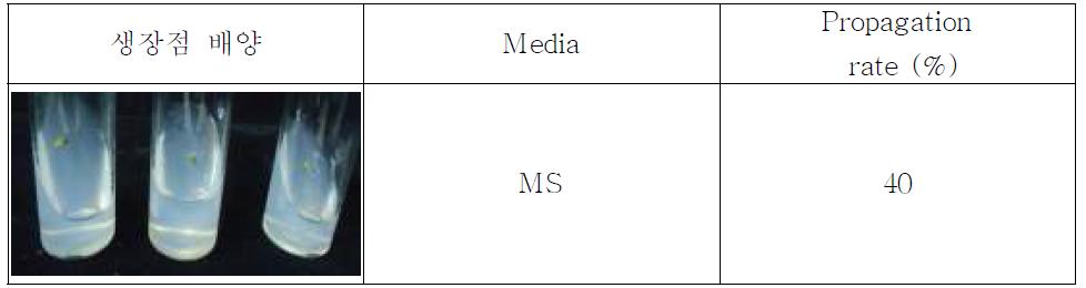 생장점 배양에 따른 조직배양 번식율