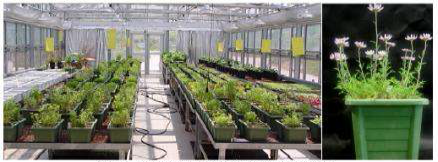 Chrysanthemum cesoucces in green house.