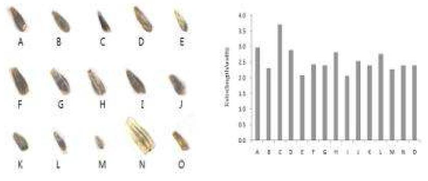 Seed shape and ratio(length:width) of the genus Chrysanthemum.