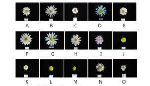 Flower shape of the genus Chrysanthemum.