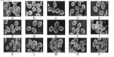 Scanning electron microscope(SEM) of pollen grains of the genus Chrysanthemum.