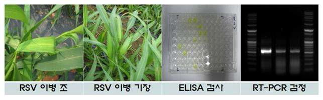 잡곡에서 발생한 벼줄무늬잎마름병의 ELISA 및 RT-PCR 검정