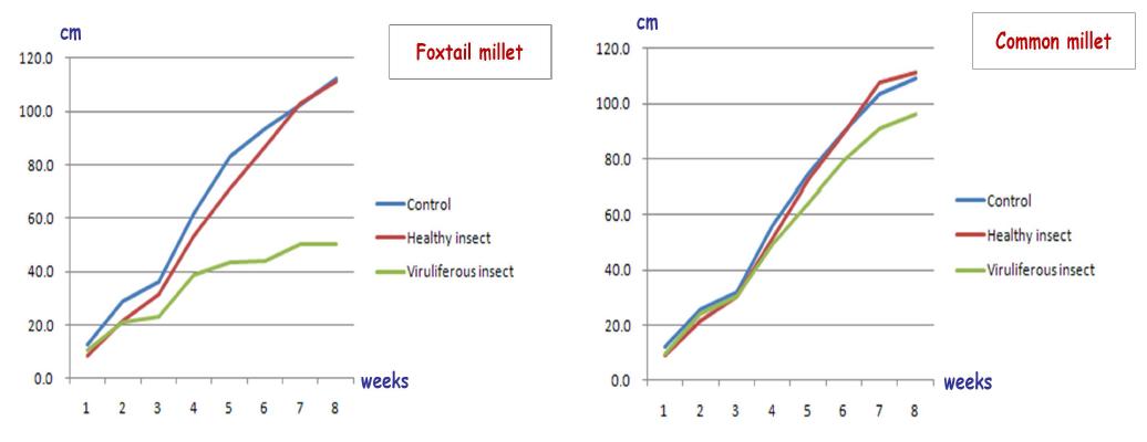벼줄무늬잎마름병에 의한 조, 기장의 생육차이