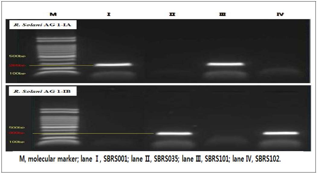 콩 종자로부터 분리된 Rhizoctonia solani 균주의 균사융합군 동정