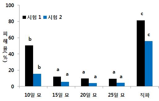 육묘이식재배에 의한 새 피해 경감효과