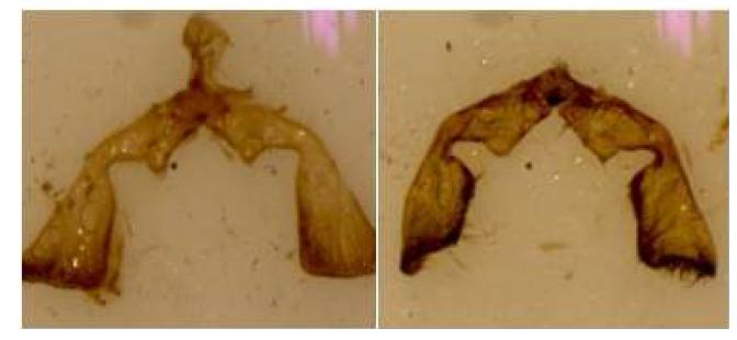 팥나방(M. phaseoli)(왼쪽)과 어리팥나방(M. falcana)(right)의 수컷 생식기 형태