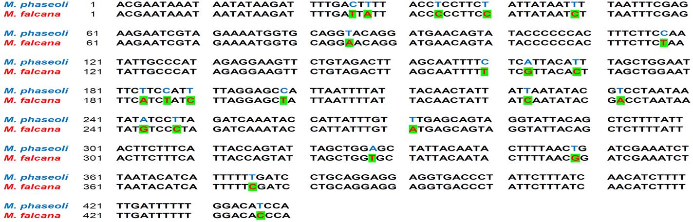 팥나방(M. phaseoli)과 어리팥나방(M. falcana)의 미토콘드리아 시토크롬 옥시다제 I 유전자의 일부 핵산 염기서열(439b)에서 염기 차이