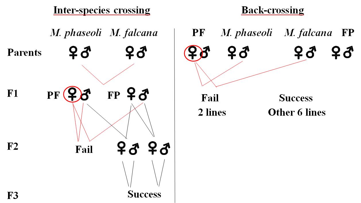 Inter-crossing and back-crossing between M. phaseoli and M. falcana.