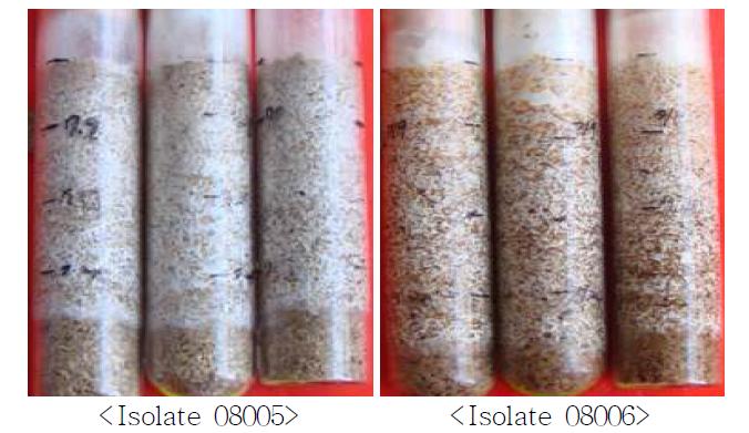 Treatment of wheat bran on the mycelial growth of isolate 08005 and 08006 of A. aegerita