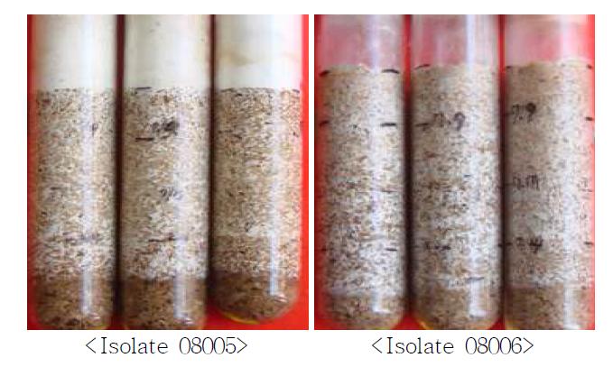 Treatment of com bran on the mycelial growth of isolate 08005 and 08006 of A. aegerita.
