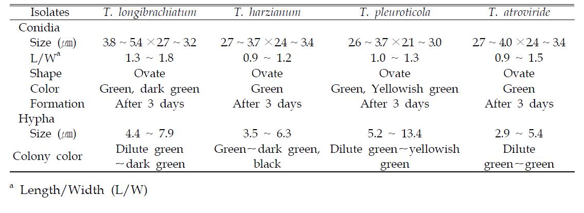 Morphological characteristics of Trichoderma spp. from Agrocybe aegerita and Pleurotus ostreatus