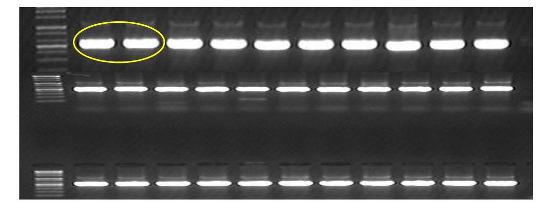 Agarose gel electrophoresis of PCR products of rDNA ITS region from Trichoderma spp. and mushroom disease