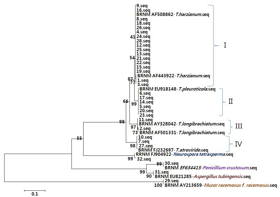 Phylogenetic tree of the rDNA internal transcribed spacer sequences of Agrocybe aegerita isolates and other reference sequences obtained from GenBank (by Laser gene 7.0).