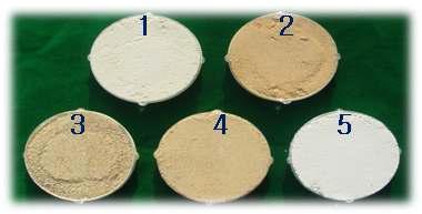 Status of Agrocybe aegerita powder.