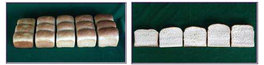 External and internal appearance of bread containing various concentrations of Gluten(Content of Agrocybe aegerita powder : 3%).