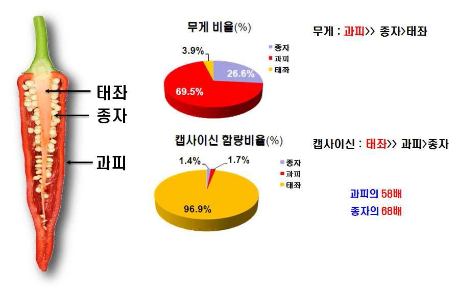 고추의 부위별 캡사이신 함량 분포