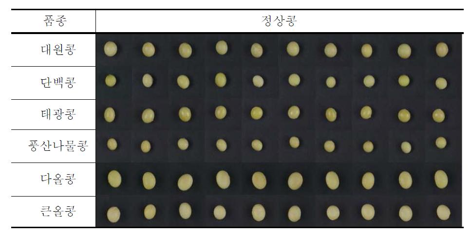 실험에 사용된 정상콩 사진