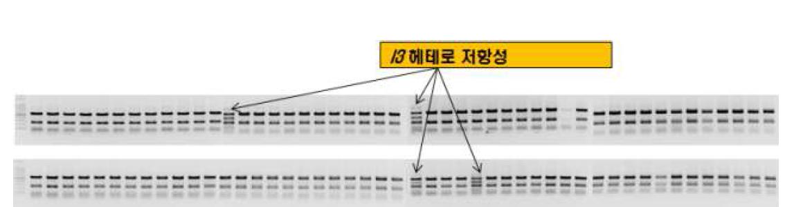 2009년 도입한 토마토 유전자원 99점을 대상으로 분자마커 I3(시듦병 race 3)를 이용한 내병성 검정