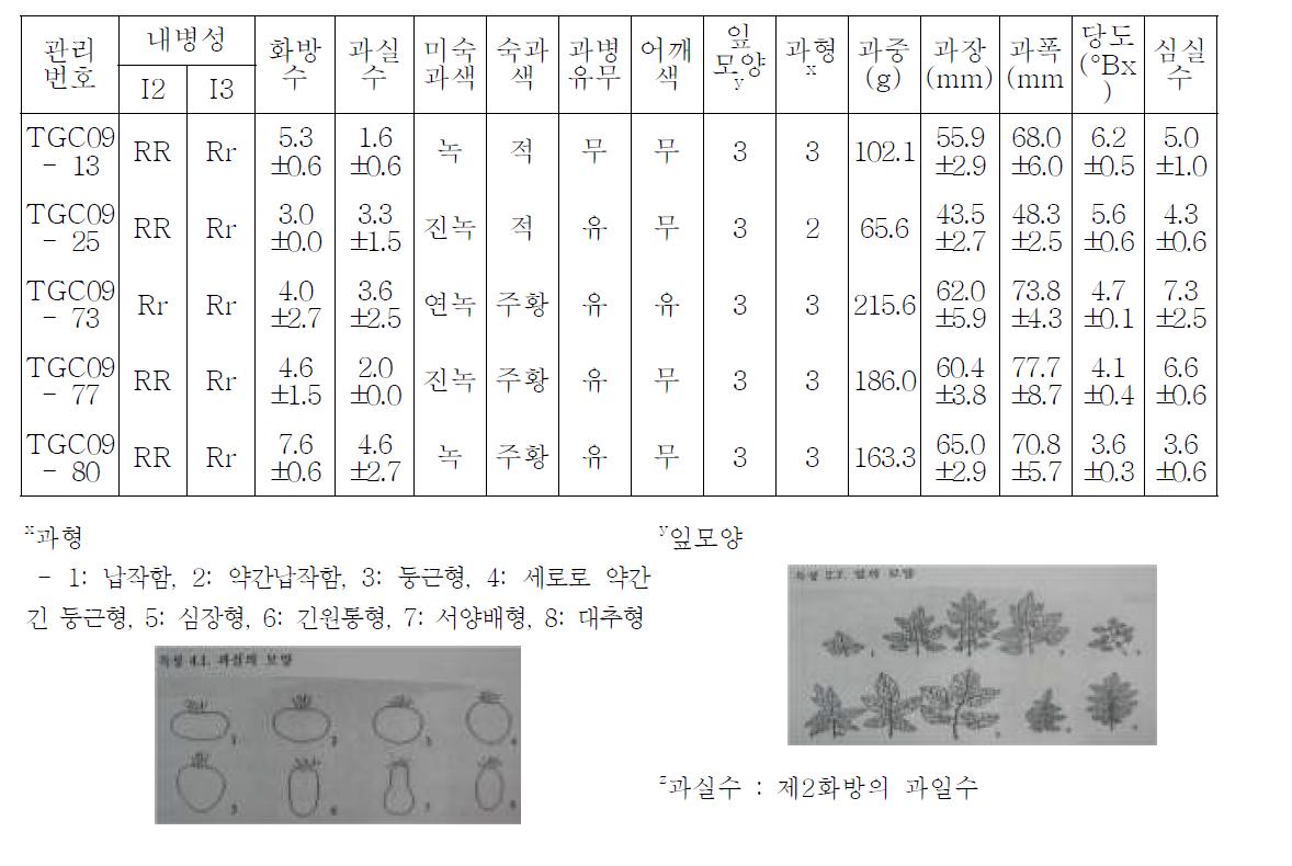 토마토 시듦병 저항성 선발 자원의 원예적 특성