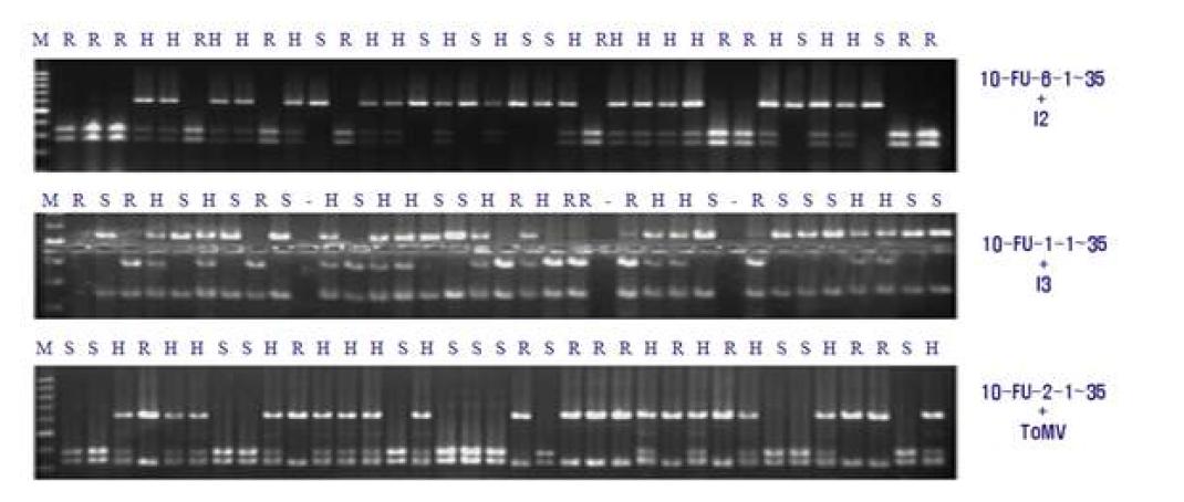 분자표지 이용 시듦병 저항성 개체선발. 육성계통 10-FU-2-1~35