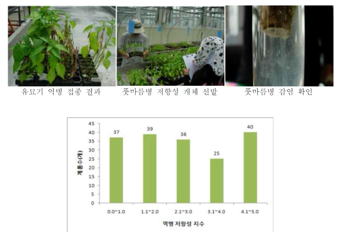 2차년도(2009년) 평가한 고추 유전자원의 역병 저항성 지수 분포