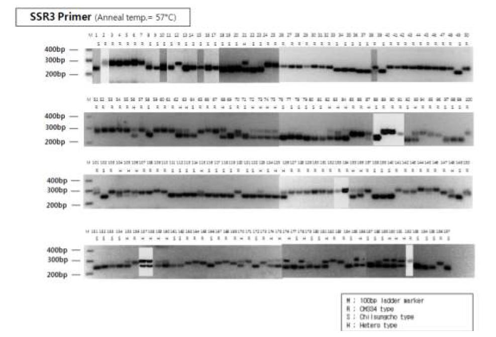 고추 역병 분자표지(SSR3) 2차 검정 결과