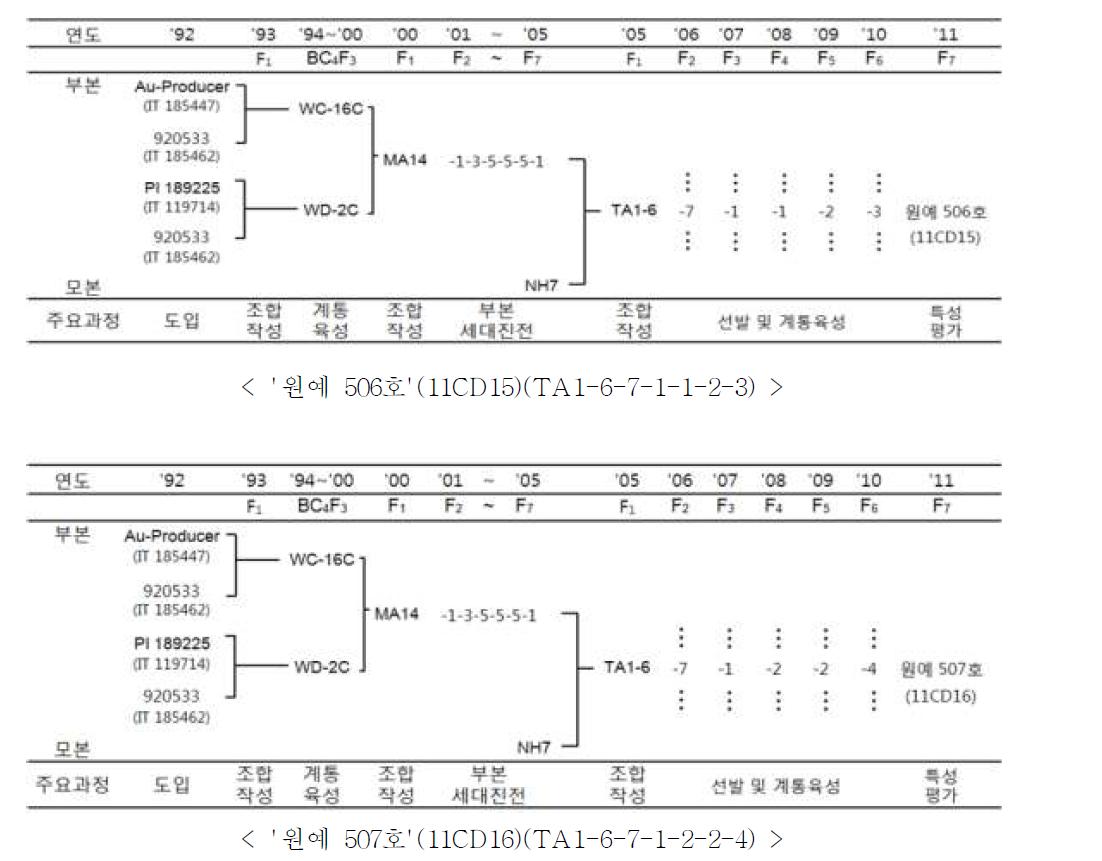 탄저병 및 덩굴마름병 복합병저항성 품종 ‘코디원’(상) 과 ‘씨디원’(하)의 육성계통도