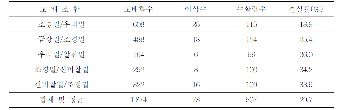 밀 반수체 재료 육성을 위한 밀 인공교배