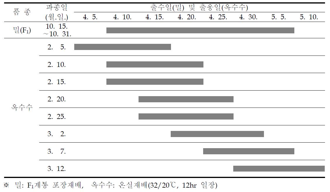 파종시기에 따른 밀×옥수수 원연교잡 가능기간