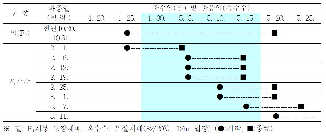 밀 파종시기에 따른 밀과 옥수수의 원연교잡 가능 기간