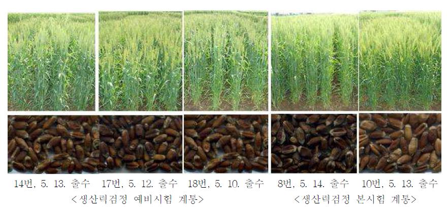 생산력검정 시험 선발계통의 포장 생육광경 및 곡립특성