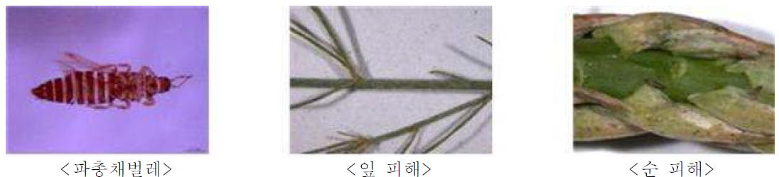 파총채벌레 성충(좌), 피해사진(중, 우)