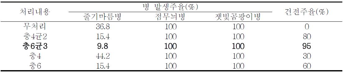 처리구별 발병주율 및 건전주율