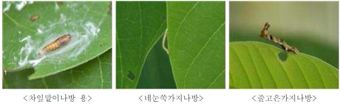 기타 나방류 해충 사진