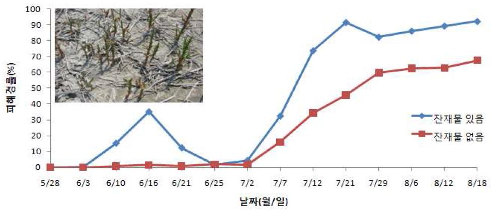 함초 잔재물의 유무에 따른 퉁퉁마디뿔나방 피해경률 변화