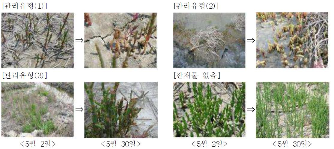 함초 잔재물 관리유형별 퉁퉁마디뿔나방 피해양상