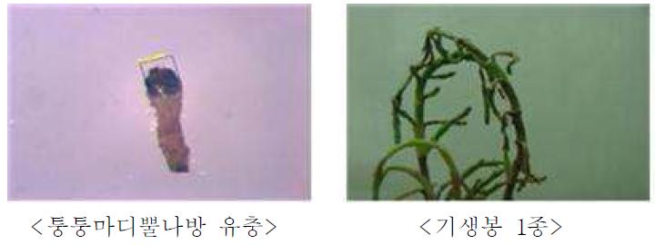 퉁퉁마디뿔나방 유충과 천적 기생봉