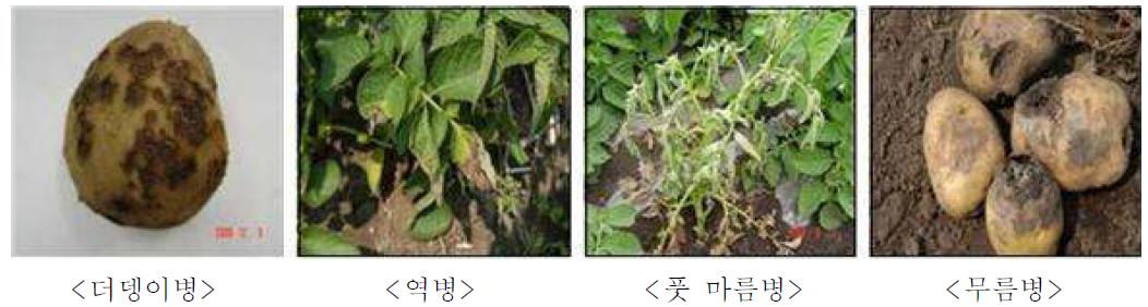 감자 주요 병해 증상나. 토양개량제를 이용한 감자 더뎅이병 발생 경감 기술개발