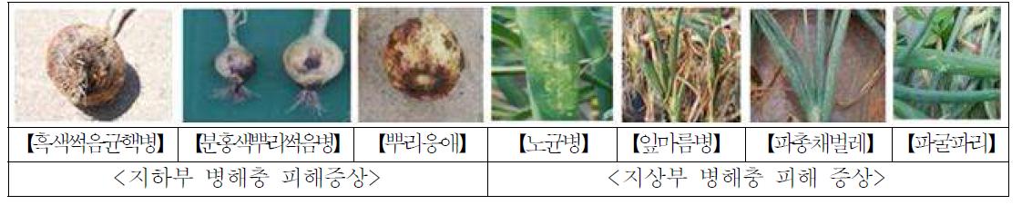 양파에 발생되는 주요 병해충 종류