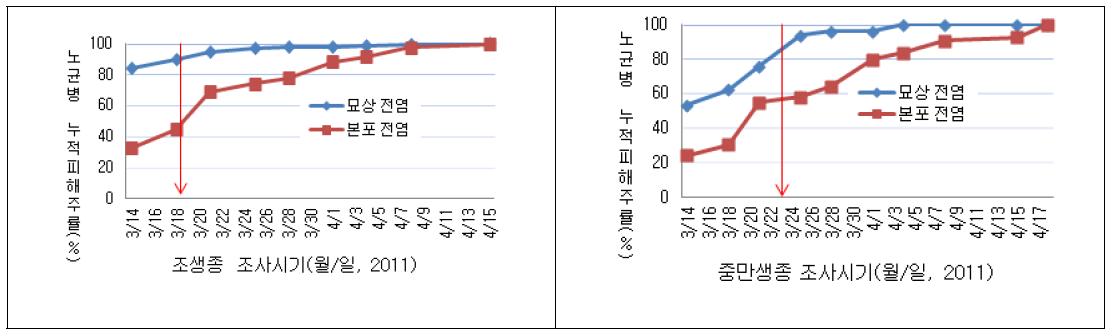 양파 본밭에서의 묘상전염과 본답전염 노균병의 피해양상 발현차이 비교(묘상전염: 이병토양 육묘 → 건전토양 이식, 본밭전염: 건전토 육묘 → 이병토 이식)