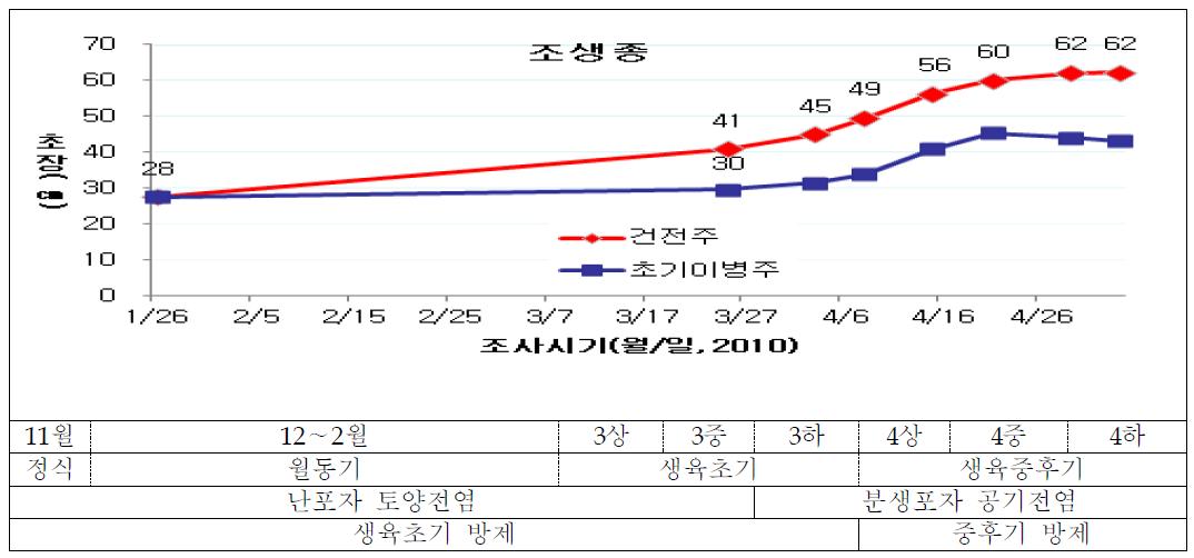 양파 조생종 초기 노균병 피해주 초장 변화