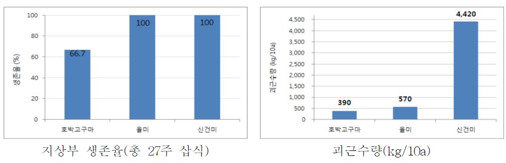 품종간 덩굴쪼김병 포장에서의 생존율 및 괴근 수량 차이