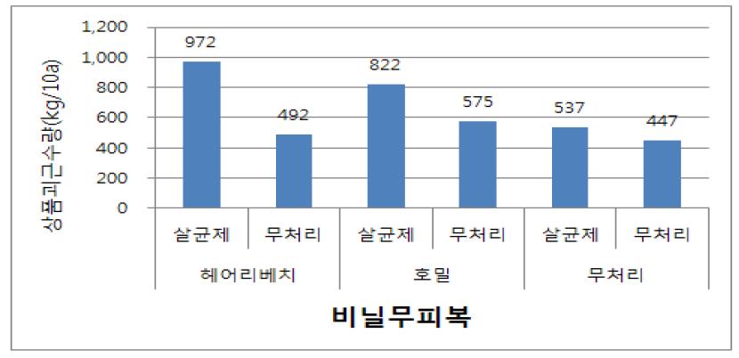 덩굴쪼김병 발생 포장에서의 녹비작물재배와 살균제 침지처리가 괴근수량에 미치는 효과