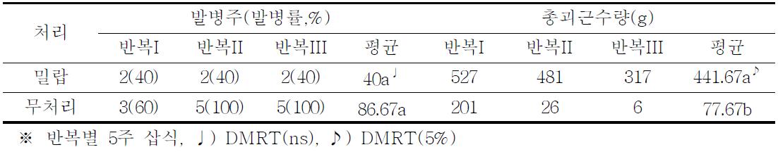 밀랍처리와 무처리 간 따른 덩굴쪼김병 발병률 및 괴근수량 비교