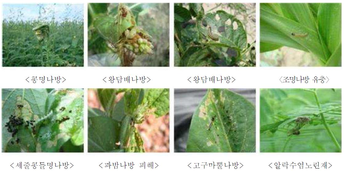 간척지 작물별 발생하는 해충종류 및 가해양상