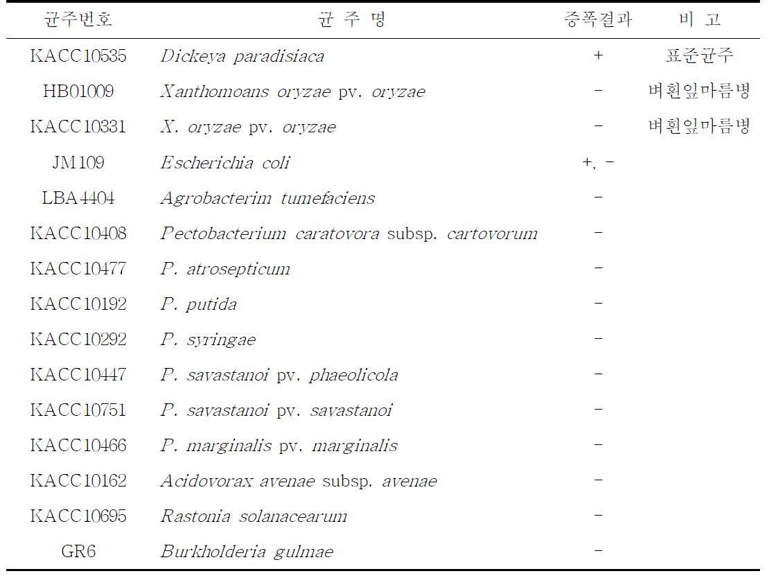 옥수수 세균줄기썩음병균 검출 프라이머의 특이성