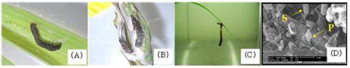 Bt에 의해 죽은 혹명나방 3령(A)과 4령유충(B), 벼애나방 3령유충(C) 및 독소(D)