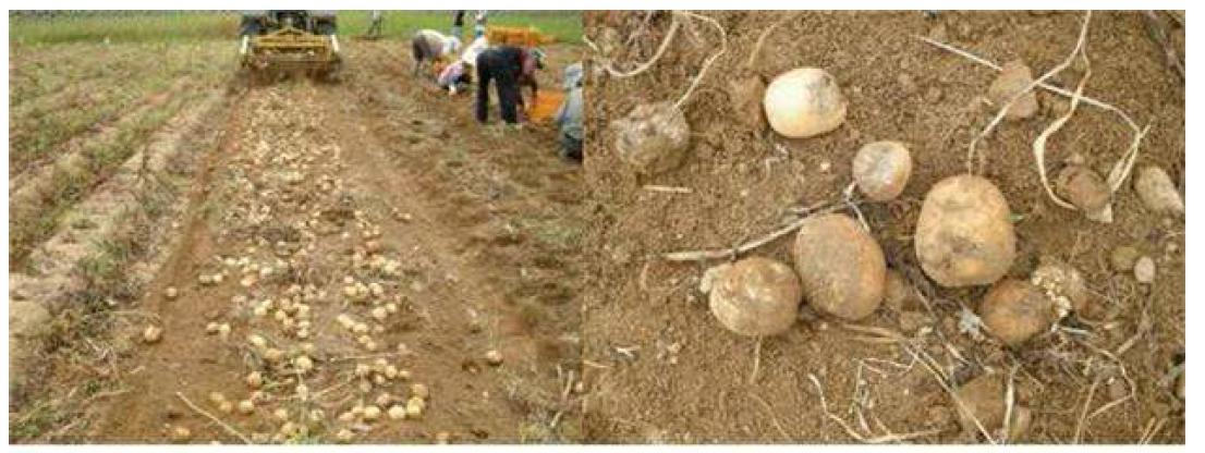 진부 감자 수확 장면(왼쪽) 및 부패로 수확되지 않는 감자(오른쪽)