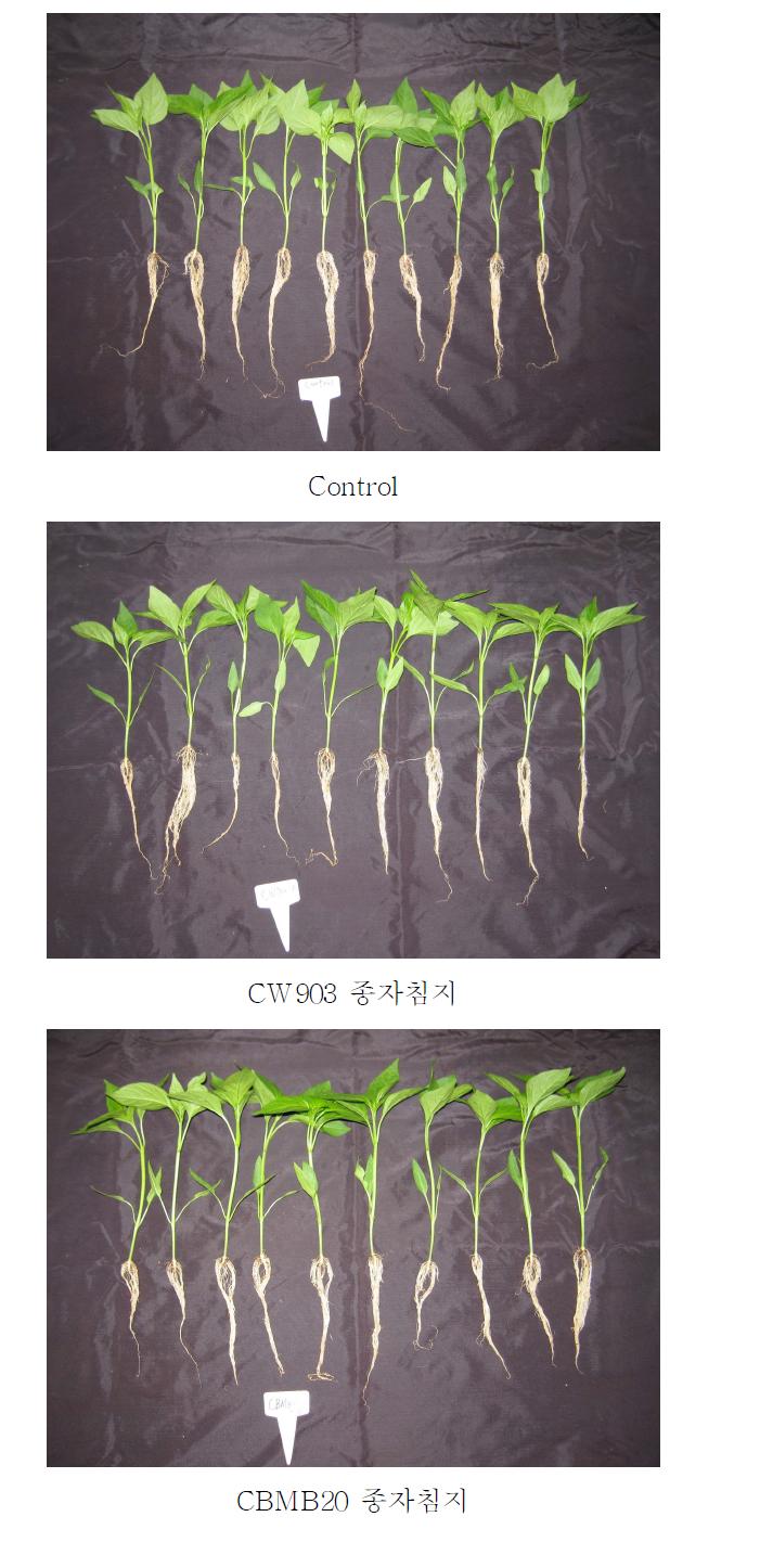 식물생장촉진미생물의 종자침지에 따른 고추유묘의 생장